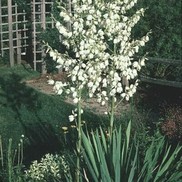YUCCA 'ADAMS NEEDLE'