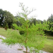 Taxadium ascendens 'Pond Cypress'
