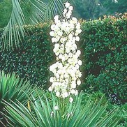 YUCCA 'SPANISH BAYONET