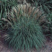 Miscanthus sinensis 'Yaku Jima'