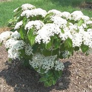 Viburnum wrightii 'C.A. Hildebrant's'