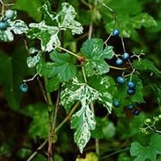Ampelopsis brevipedunculata 'Elegans'