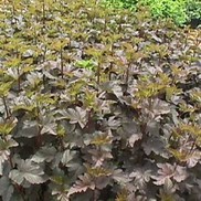 Physocarpus opulifolius 'Monlo'