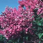 Syringa X persica 'Purple Persian'