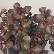Sedum spurium 'Voodoo'