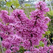 Cercis chinensis 'Avondale Redbud'