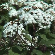 Eupatorium rugosum 'Chocolate'