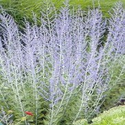 Perovskia atriplicifolia