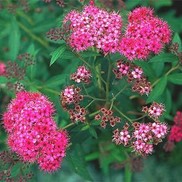Spiraea X bumalda 'Anthony Waterer'