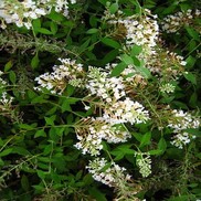 Buddleia davidii 'White Eyes'