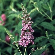 Buddleia davidii 'Ile De France'
