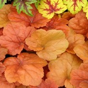 Heuchera hybrid 'Southern Comfort'