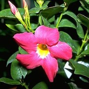 Mandevilla sanderi 'Red Riding Hood'