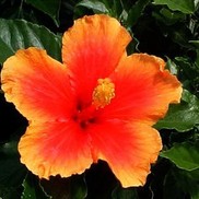 TROPICAL HIBISCUS MRS. JIMMY SPANGLER