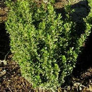 Buxus macrophylla asiaticum 'Greggem'