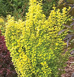 Berberis thunbergii 'Sunjoy'