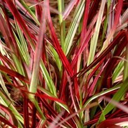 Pennisetum setaceum 'Fireworks'