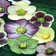 Helleborus  'Brushstrokes Strain'