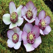 Helleborus  'Carousel'