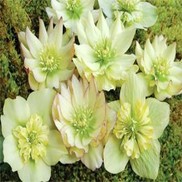Helleborus  'Golden Lotus Strain'