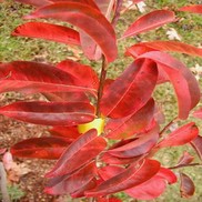 Oxydendrum arboreum 'Sourwood'