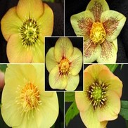 Helleborus  'Mellow Yellow'