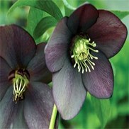 Helleborus  'London Fog'