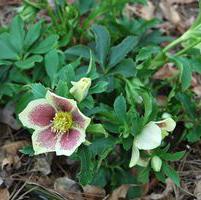 Helleborus  'Splashdown Strain'