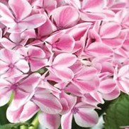 Hydrangea macrophylla 'Forever & Ever Peppermint REI14'