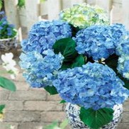 Hydrangea macrophylla 'Forever & Ever Blue Heaven'
