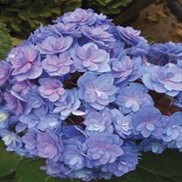 Hydrangea macrophylla 'Forever & Ever Together REI05'