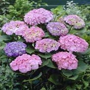 Hydrangea macrophylla 'Forever & Ever Early Sensation'