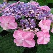 Hydrangea macrophylla 'PIIHM-I'