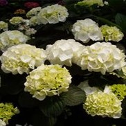 Hydrangea macrophylla 'Forever & Ever White Out'