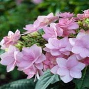 Hydrangea macrophylla 'Forever & Ever Double Pink REI109'
