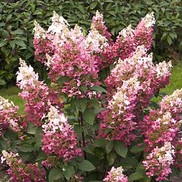 Hydrangea paniculta 'DVP pinky'