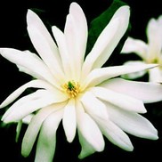Magnolia stellata 'Centennial'