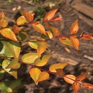 Abelia grandiflora 'Rika1'