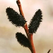 Salix gracilistyla 'Melanostachys'