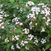 Abelia mosanensis