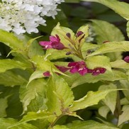 Weigela florida 'Carlton'