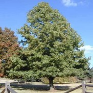 Liquidamber styraciflua 'Cherokee'