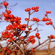 Ilex verticillata 'Spriber'