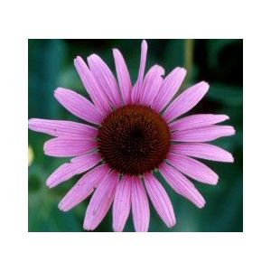 CONEFLOWER 'RUBY STAR'