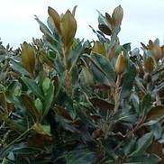 Magnolia grandiflora 'D.D. Blanchard'