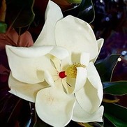 Magnolia grandiflora 'Little Gem'
