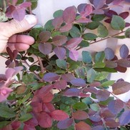 Loropetalum chinensis 'rubrum'
