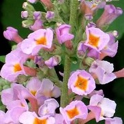 Buddleia davidii 'Lavender Eyes'