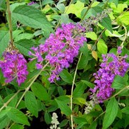 Buddleia davidii 'RaspberryEyes'