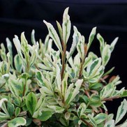 Pyracantha X hybrid 'cadvar'
